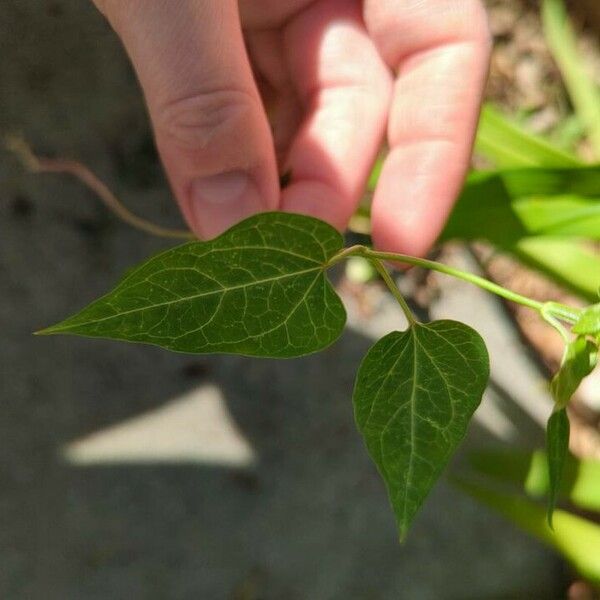 Cynanchum laeve Leaf