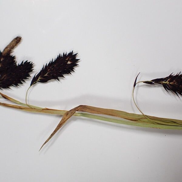 Carex atrofusca Žiedas
