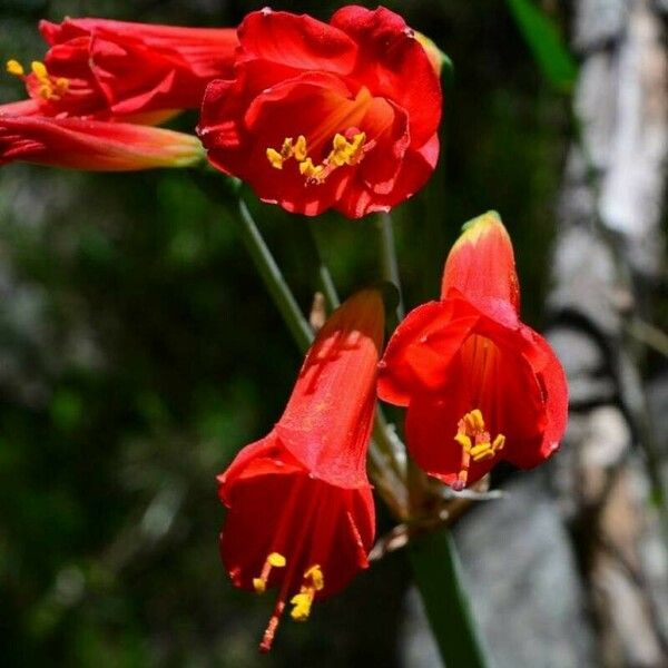 Bomarea costaricensis Flower