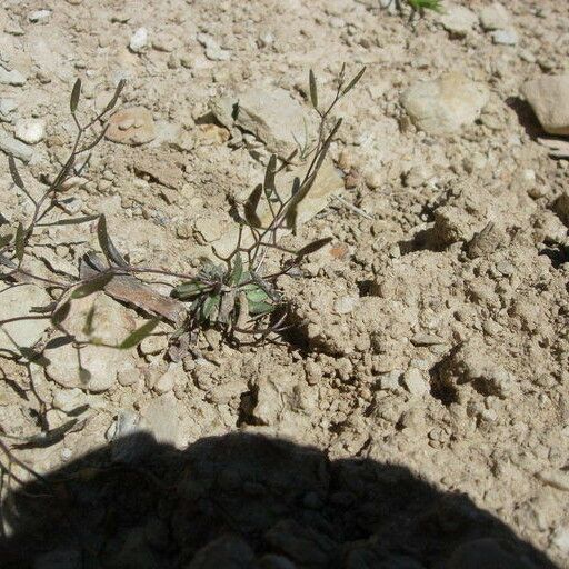 Draba crassifolia Хабит