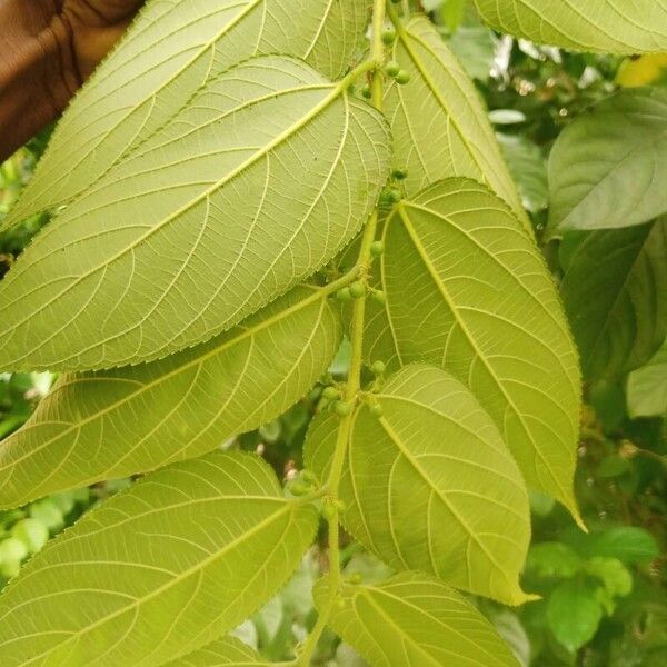 Trema orientale Leaf