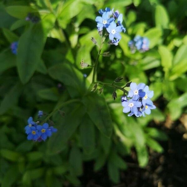 Myosotis sylvatica Cvet