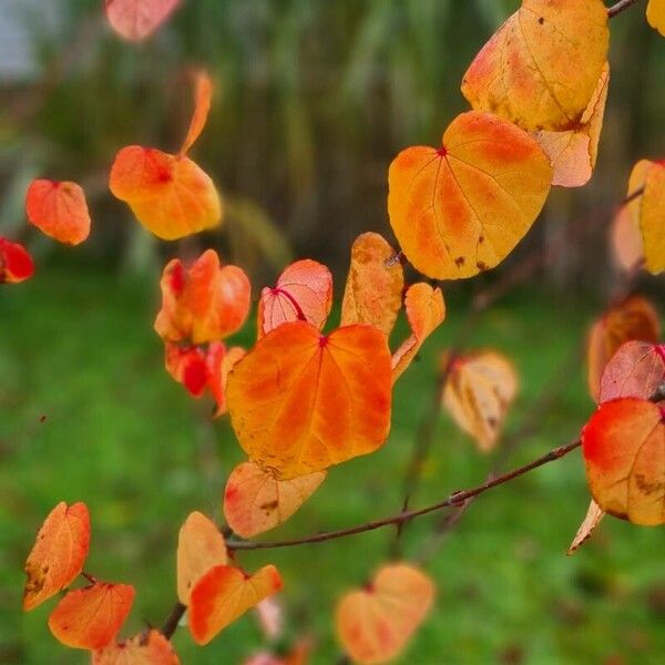 Cercidiphyllum japonicum Hoja