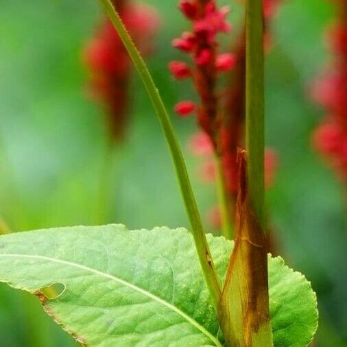 Persicaria orientalis Leaf