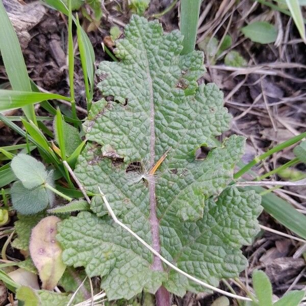 Salvia verbenaca 葉