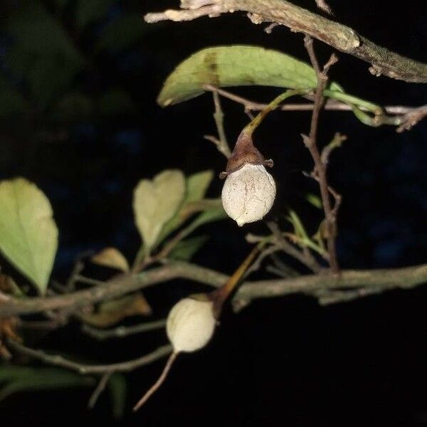 Styrax japonicus Fruit