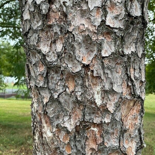 Pinus rigida बार्क (छाल)