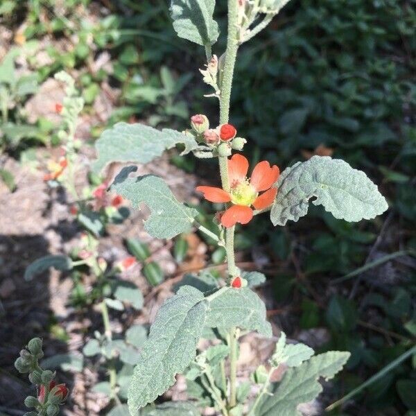 Sphaeralcea fendleri 花