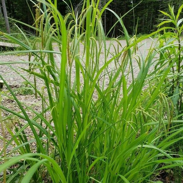 Carex crinita Habit