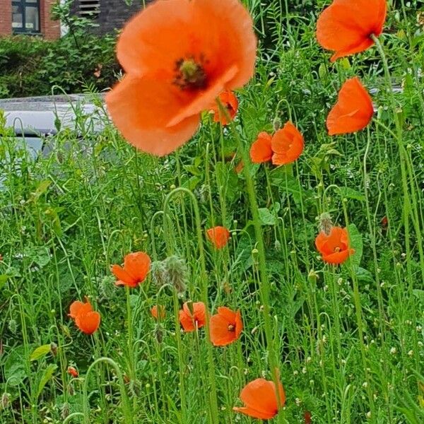 Papaver dubium Vekstform