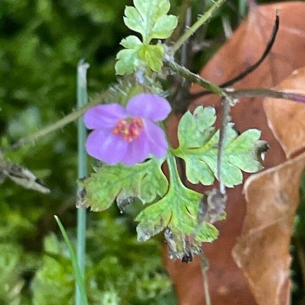 Geranium purpureum ফুল