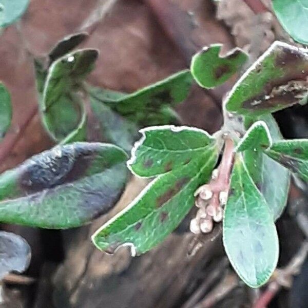 Arctostaphylos uva-ursi Квітка