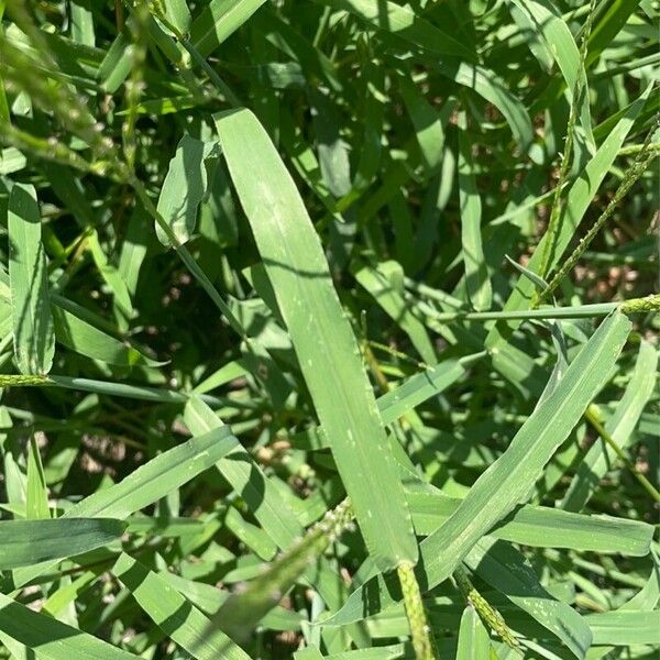 Digitaria ciliaris Yaprak