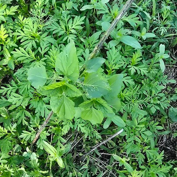 Iva annua Leaf