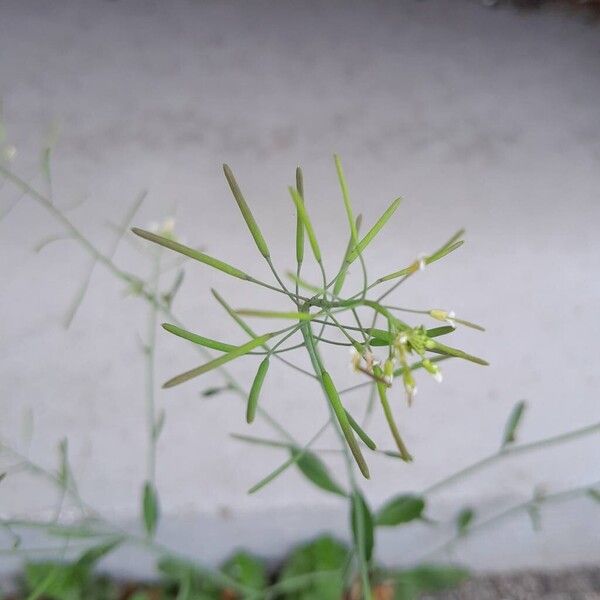 Arabidopsis thaliana Ffrwyth