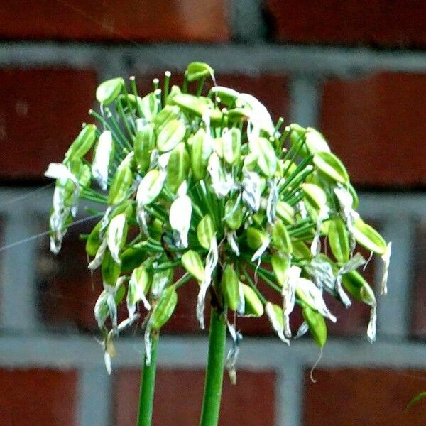 Agapanthus inapertus Other