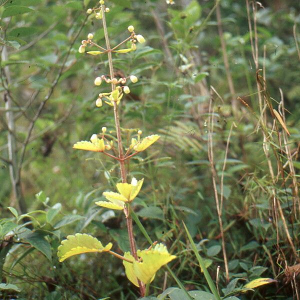 Kalanchoe integra Habitus