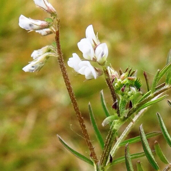 Vicia hirsuta Floare