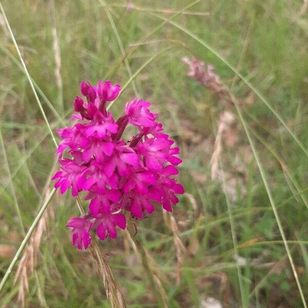 Anacamptis pyramidalis Flower