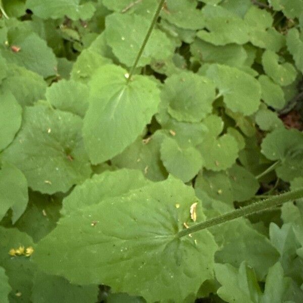 Doronicum pardalianches Лист