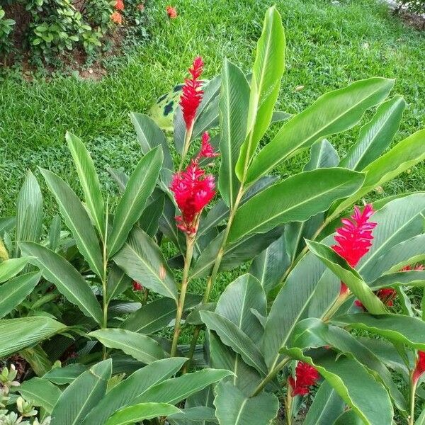 Alpinia purpurata Flower