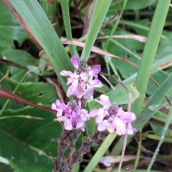 Verbena hastata Flower