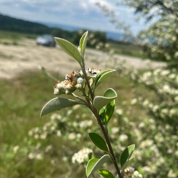 Cotoneaster pannosus Blad