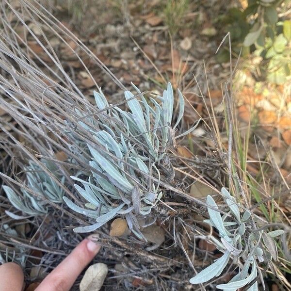 Lavandula latifolia برگ