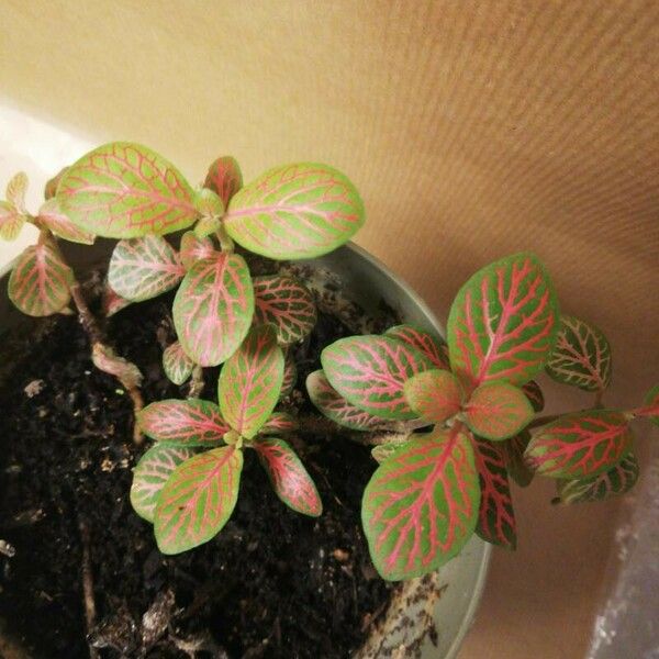 Fittonia albivenis 叶