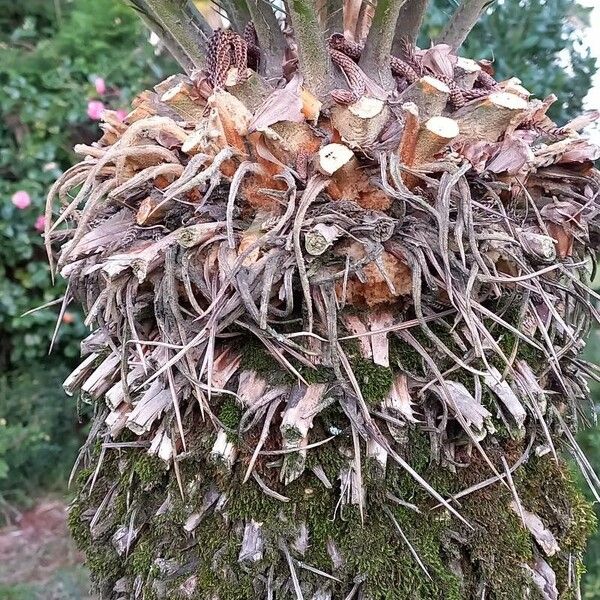 Cycas revoluta Bark