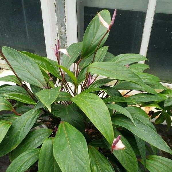 Anthurium amnicola Habit