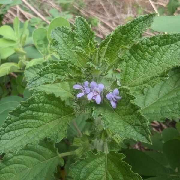 Mesosphaerum suaveolens Flower