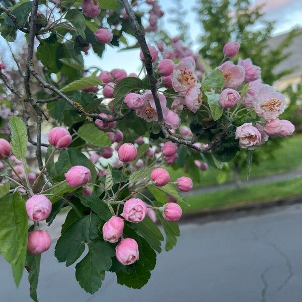 Malus coronaria Õis