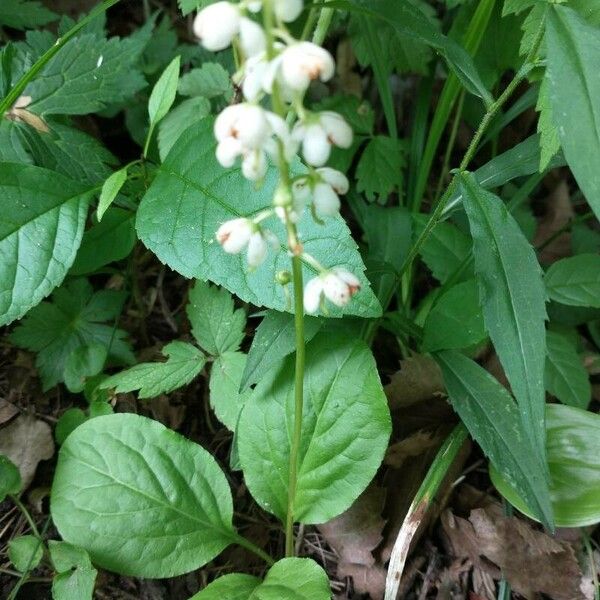 Pyrola elliptica Fiore