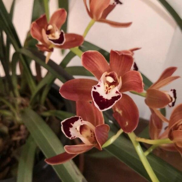 Cymbidium devonianum Blüte