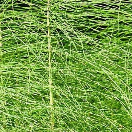 Equisetum sylvaticum Blad