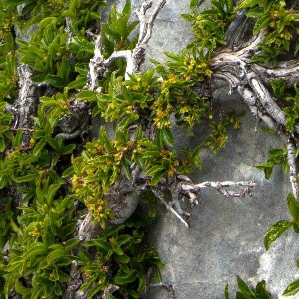 Rhamnus pumila Flor