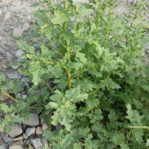 Atriplex tatarica 形態