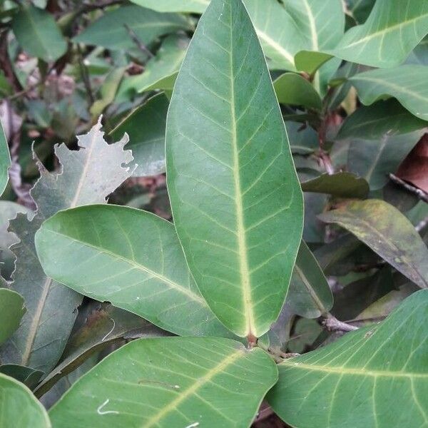 Syzygium samarangense Leaf