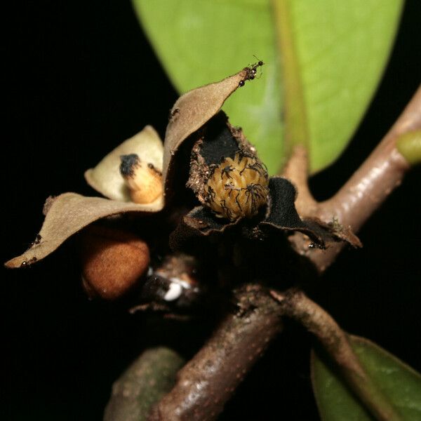 Duguetia eximia Flower