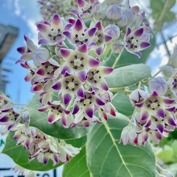 Calotropis procera Floro