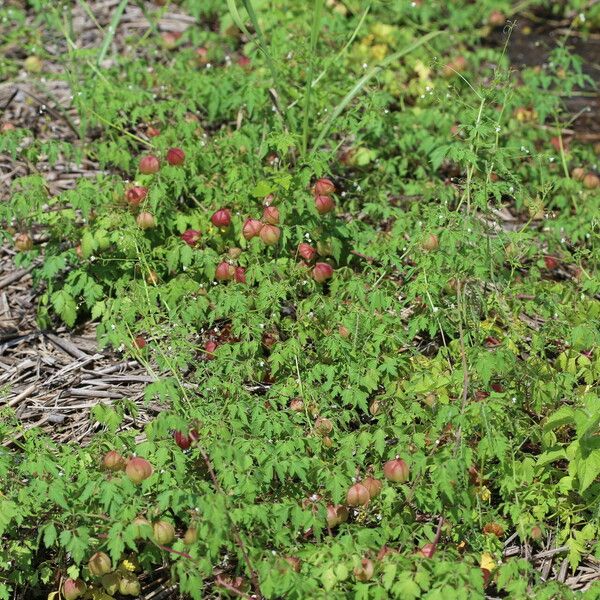 Cardiospermum halicacabum Hábito