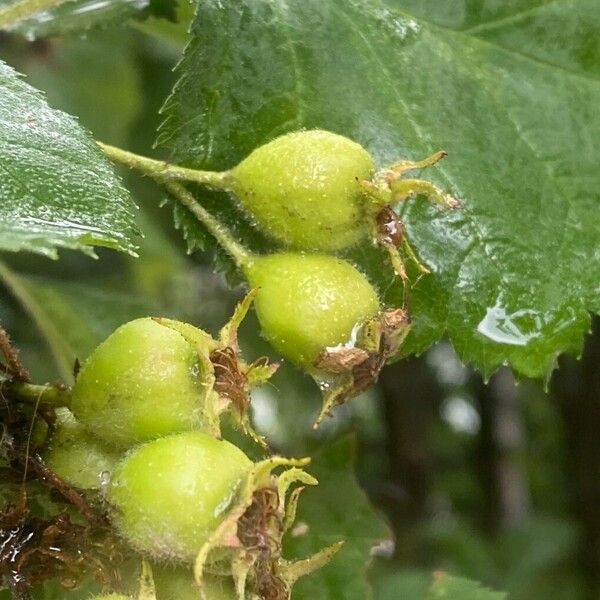 Crataegus submollis Fruit