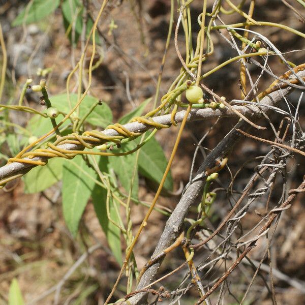 Cassytha filiformis Habit