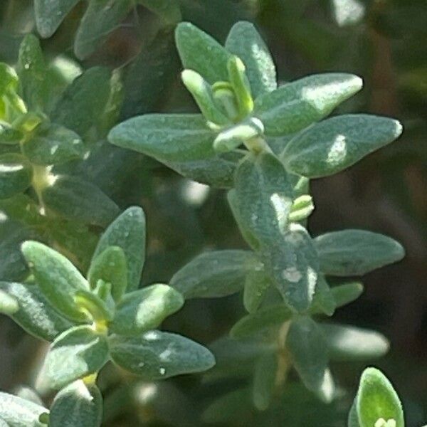 Thymus vulgaris Folha