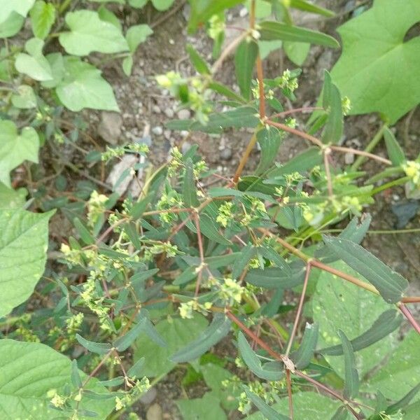 Euphorbia hyssopifolia Leaf