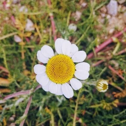 Anthemis tomentosa Flower