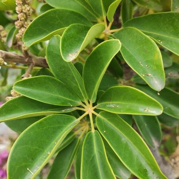 Heptapleurum arboricola Leaf