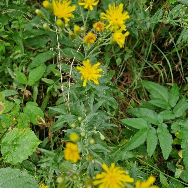 Hieracium umbellatum Habit