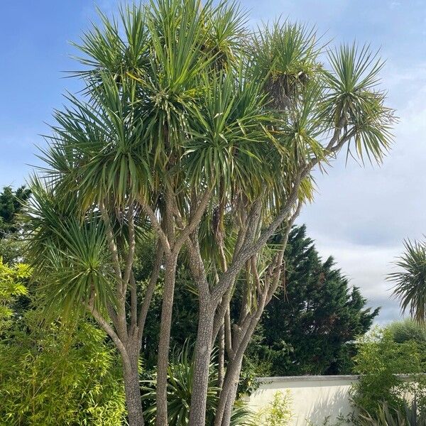 Cordyline australis Leht